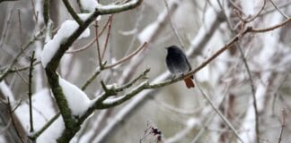 Le serate dei naturalisti cremonesi