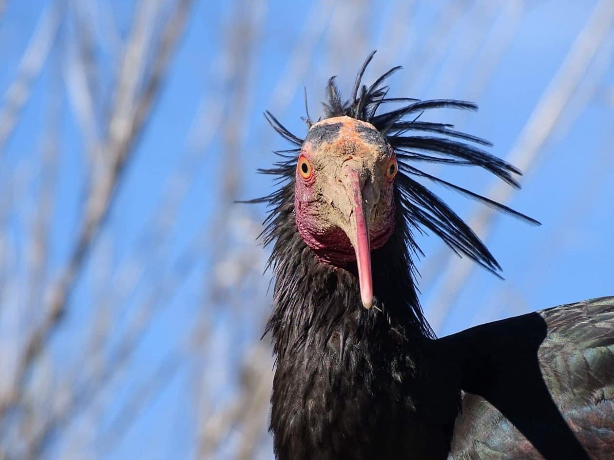Gli Ibis in migrazione e l’agguato della neve