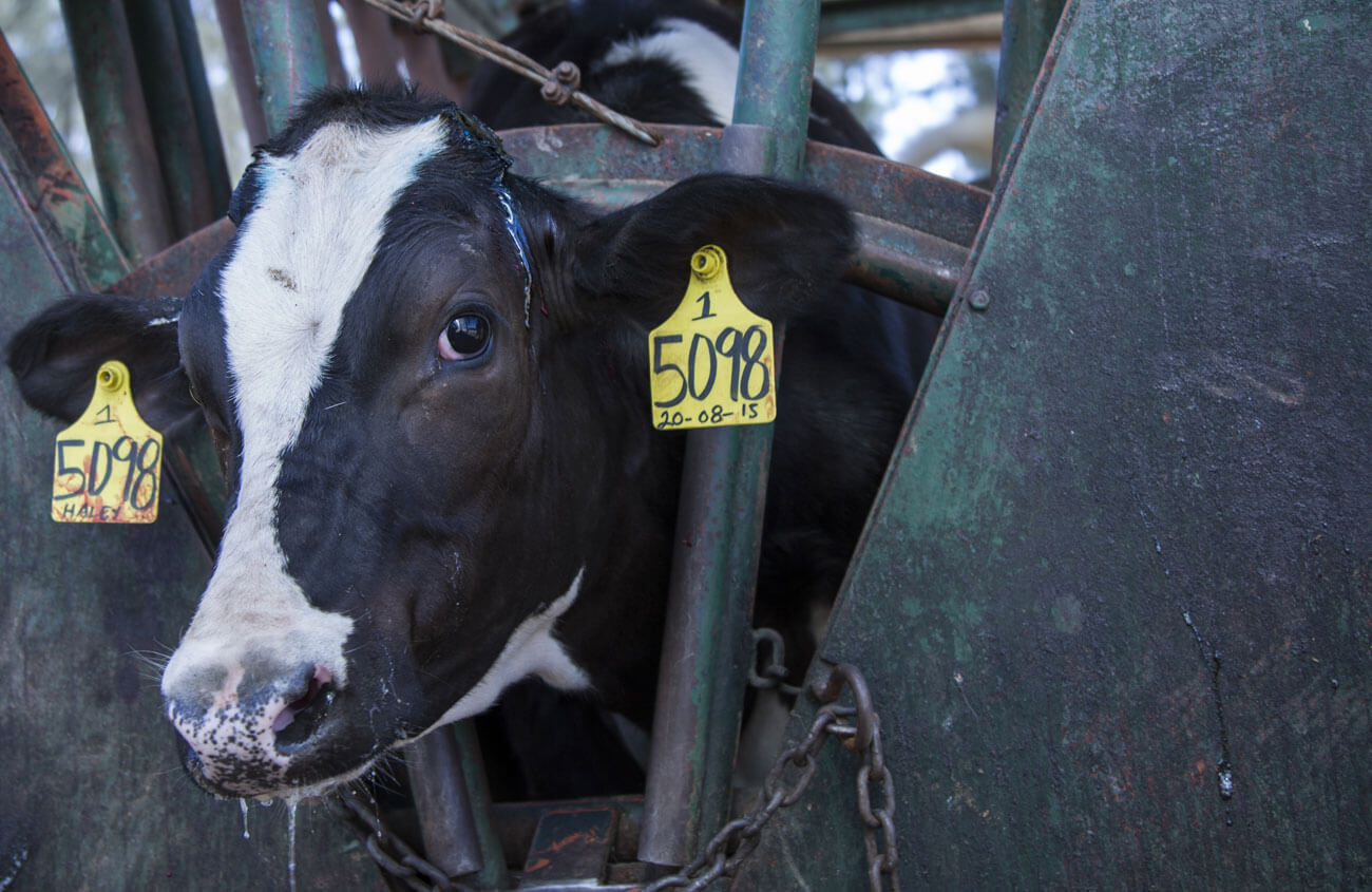 In piazza per i diritti degli animali