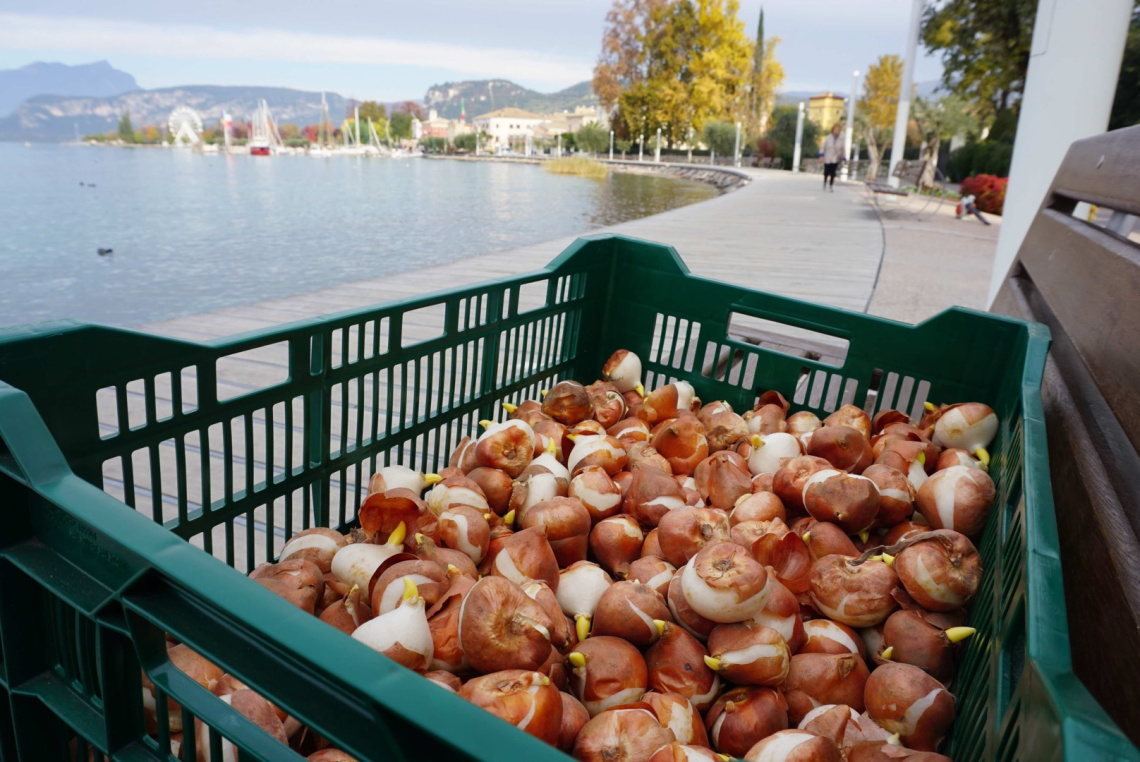 Bardolino, i tulipani dei bambini