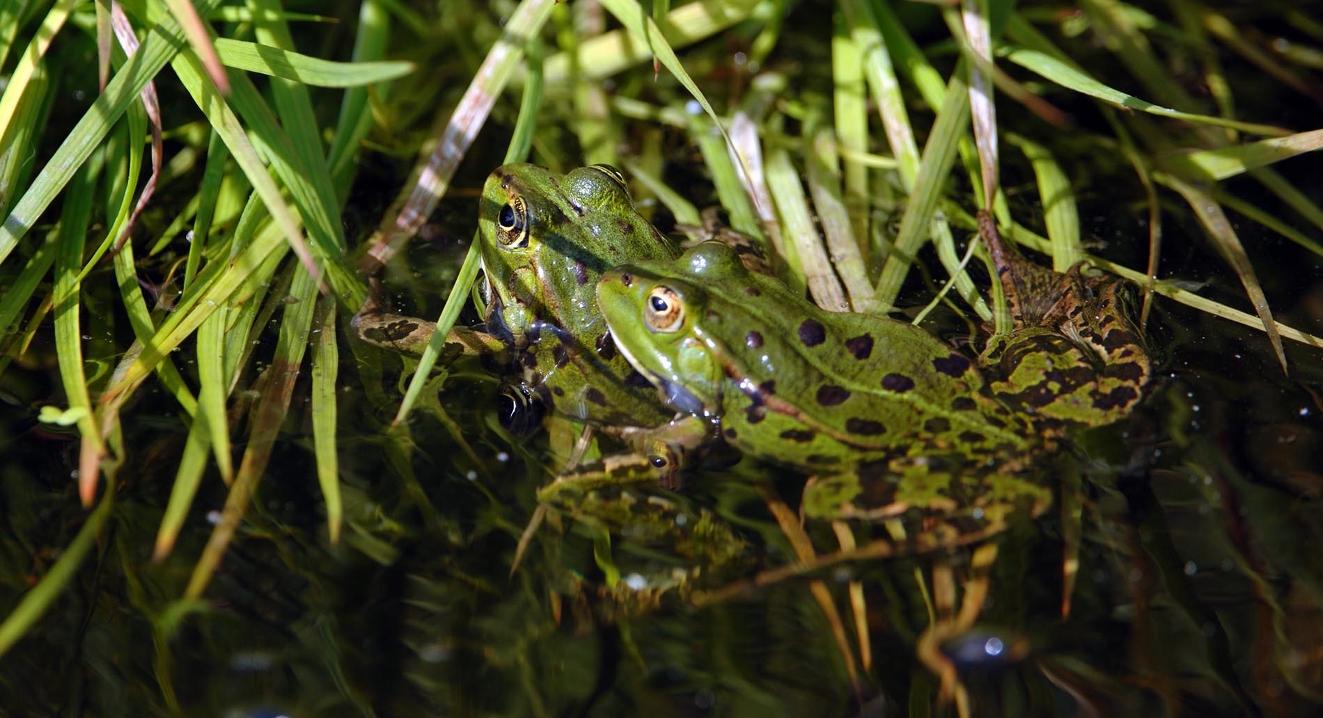 Foreste e anfibi nel Parco del Serio