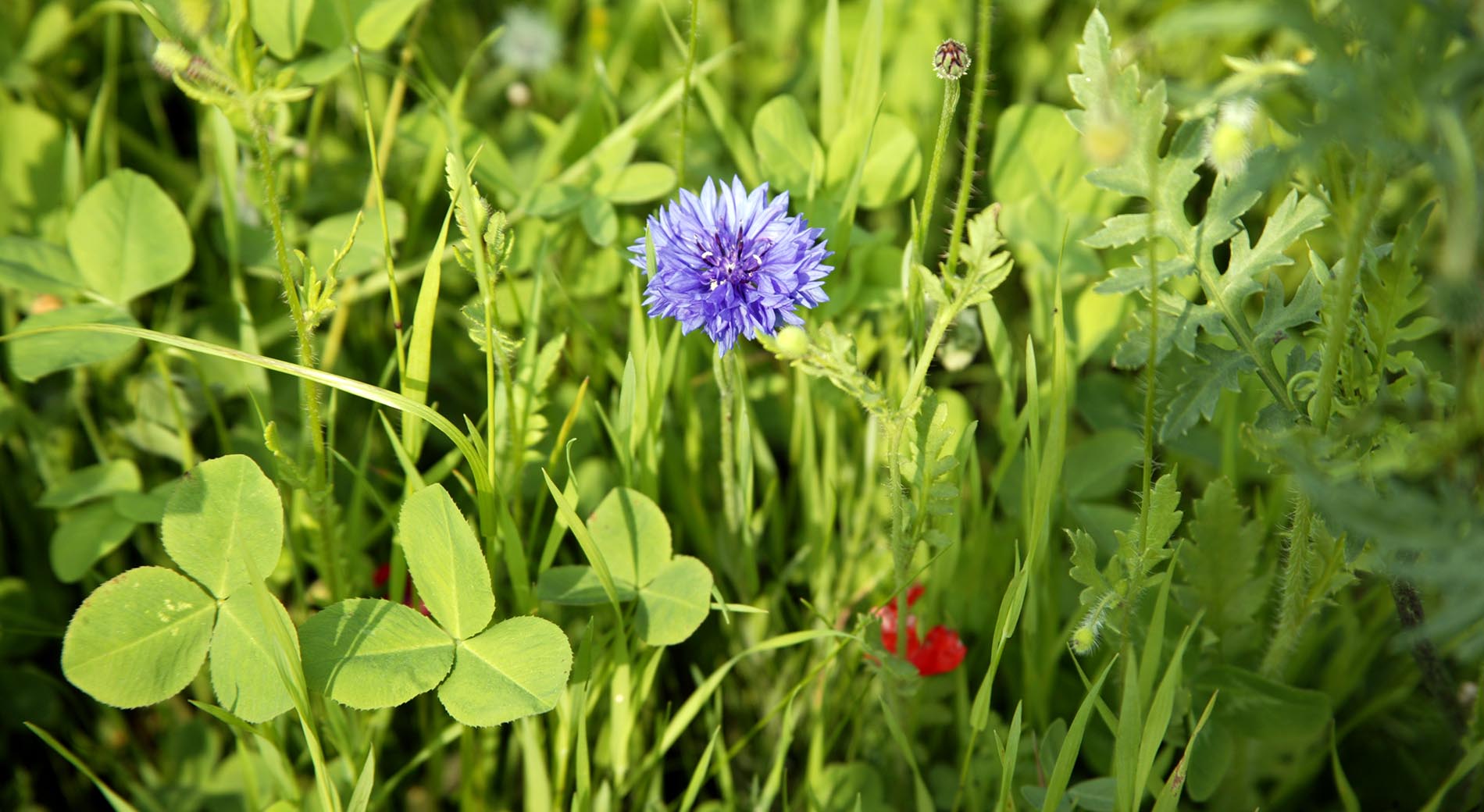 Il meraviglioso mondo botanico della Val Trompia