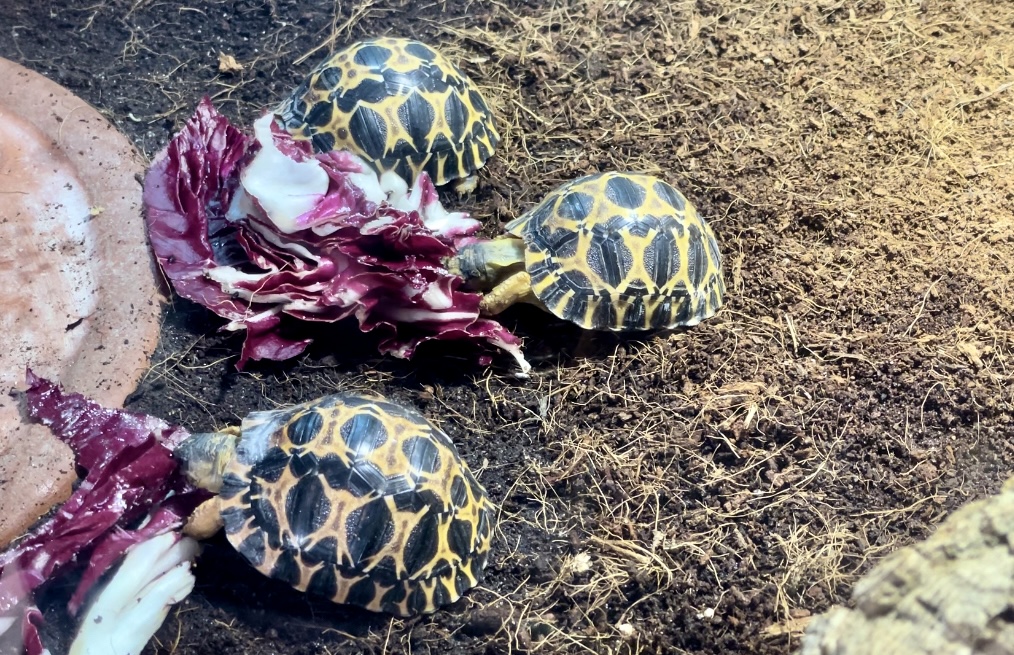 Benarrivate piccole tartarughe stellari: il video Piccoli di testuggine stellare al Parco Natura Viva, ph. Elena Livia Pennacchion