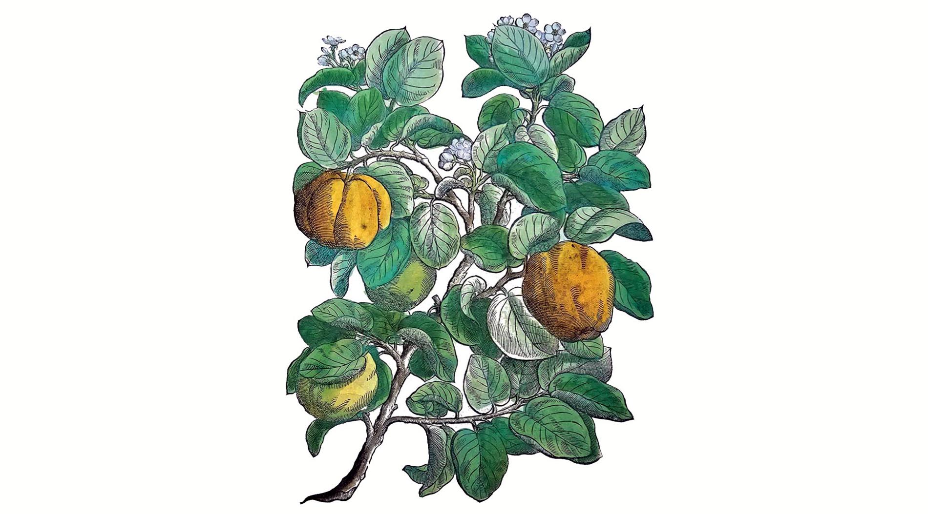 La cotognata a Cremona tra cura e voluttà