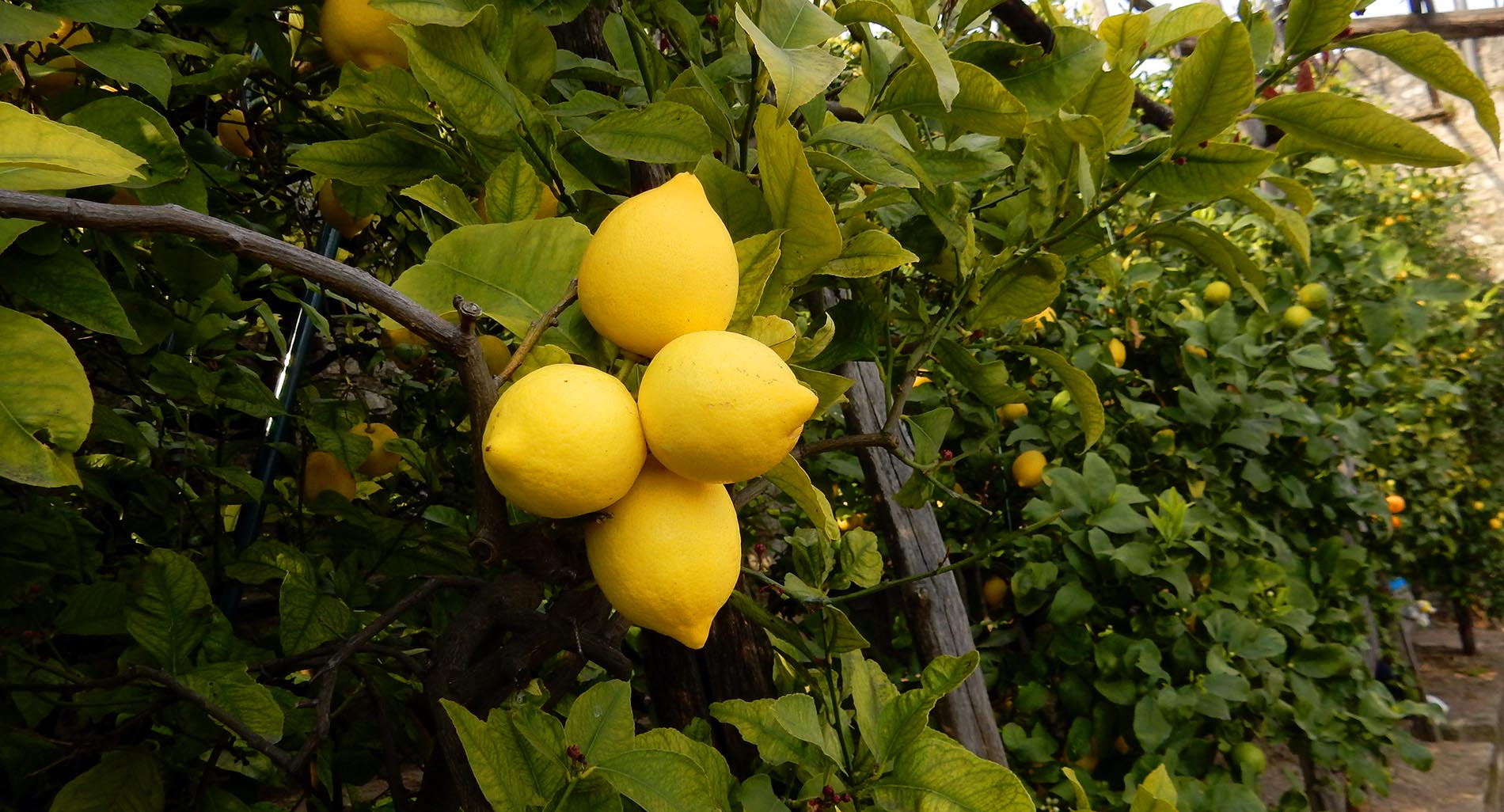 I limoni per la ricerca