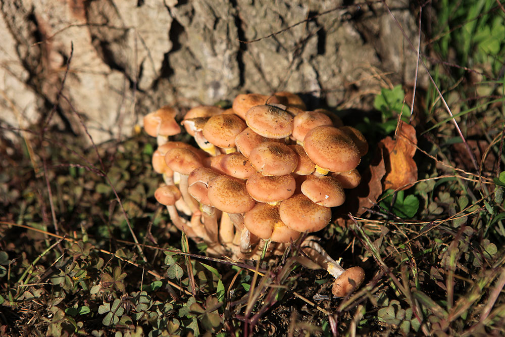 Il meraviglioso mondo dei funghi