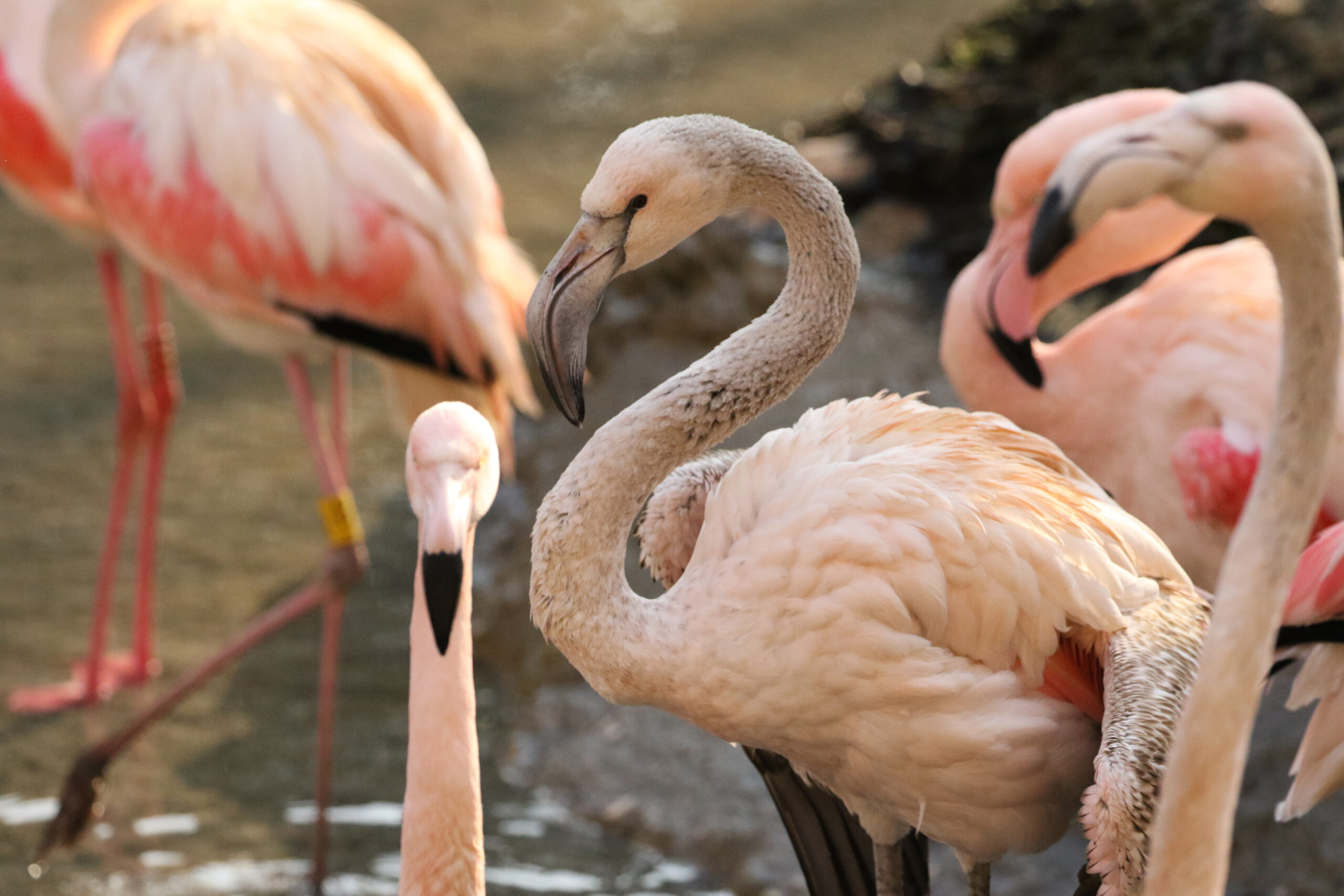 Il popolo dei Fenicotteri Fenicotteri al Parco Natura Viva, ph Valeria Cascella