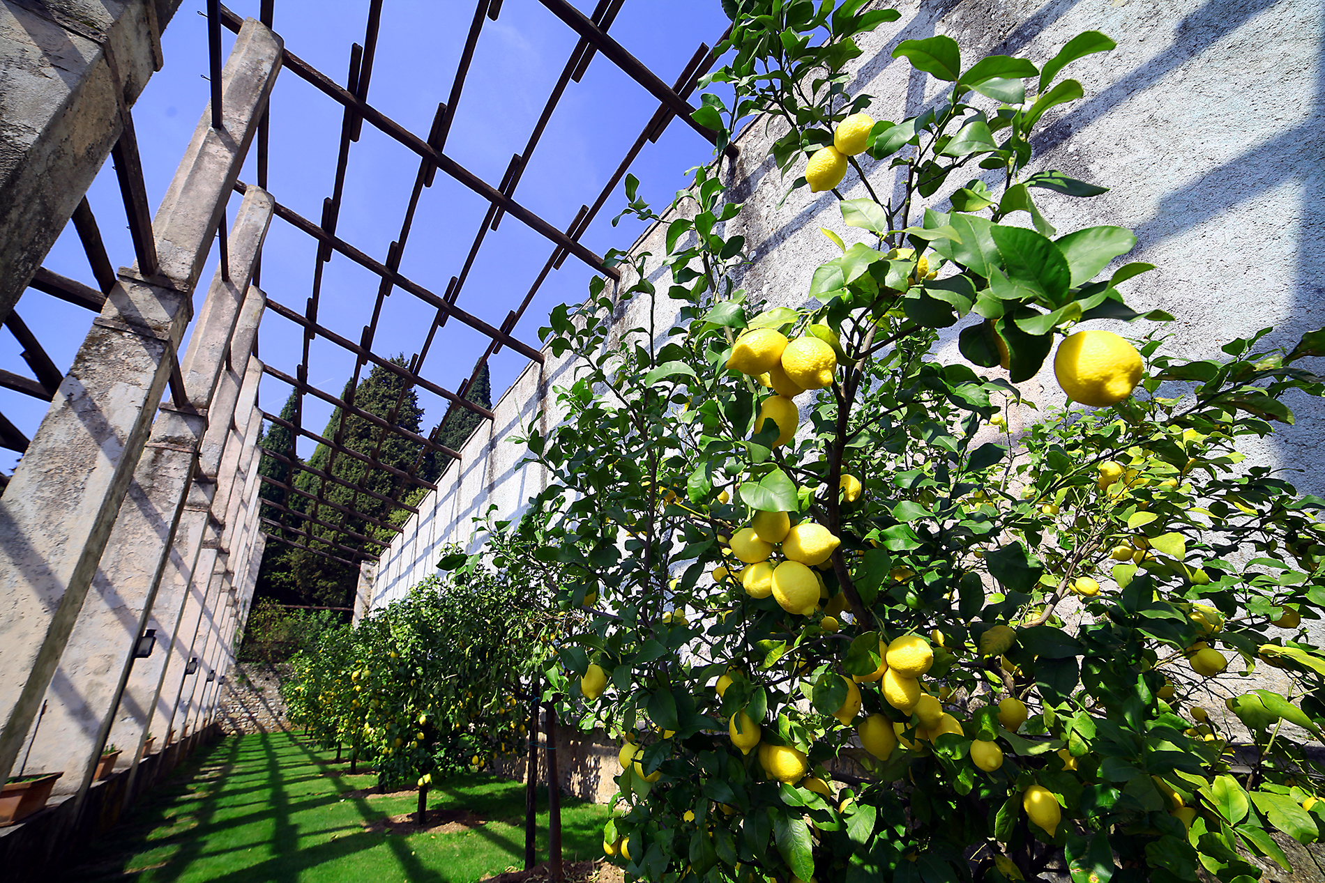 Splendidi giardini d’agrumi