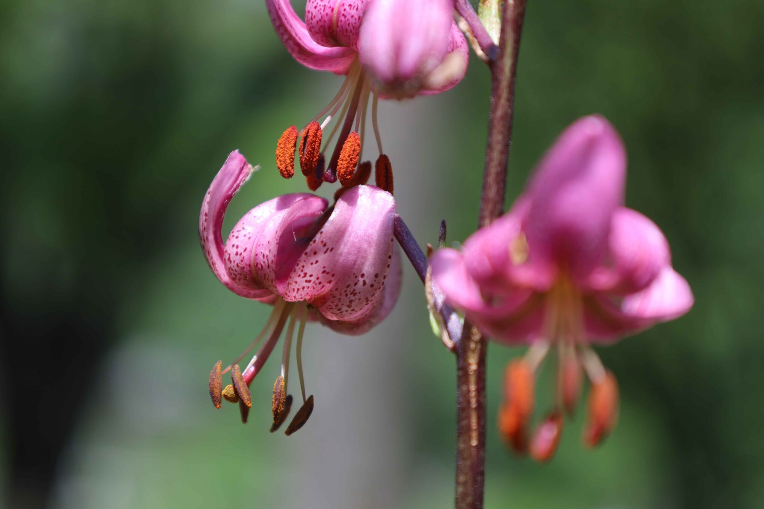 Tutta la meraviglia della biodiversità