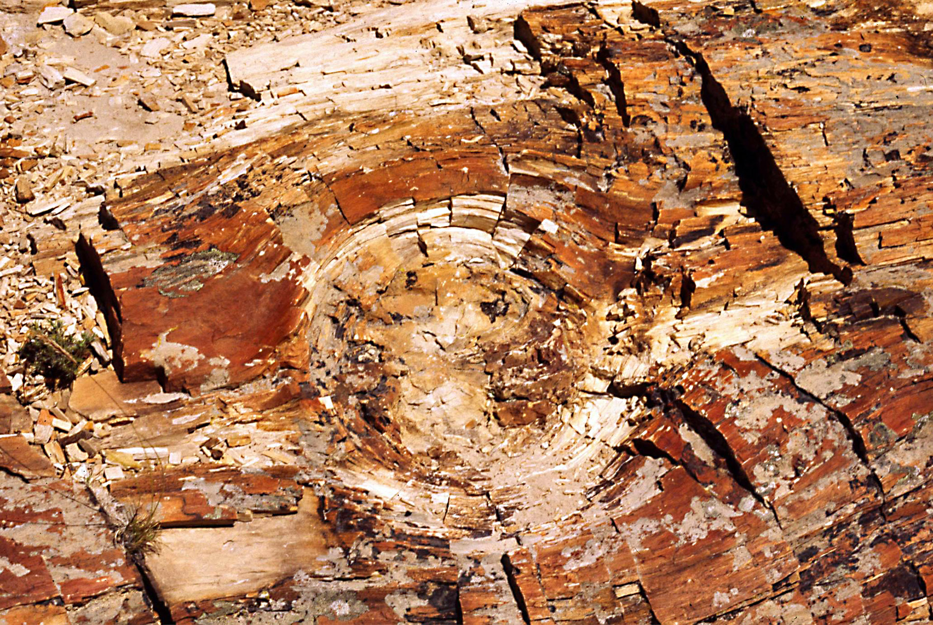 Trekking nella foresta fossile