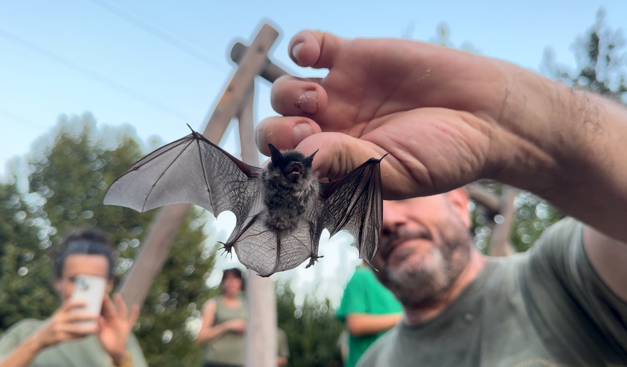 Video / La nuova libertà dei piccoli pipistrelli Uno dei dieci pipistrelli appena prima del rilascio al Parco Natura Viva, ph Elena Livia Pennacchioni
