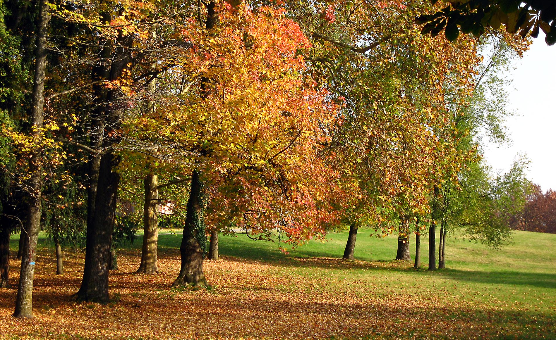 Alberi e arbusti: come riconoscere le piante