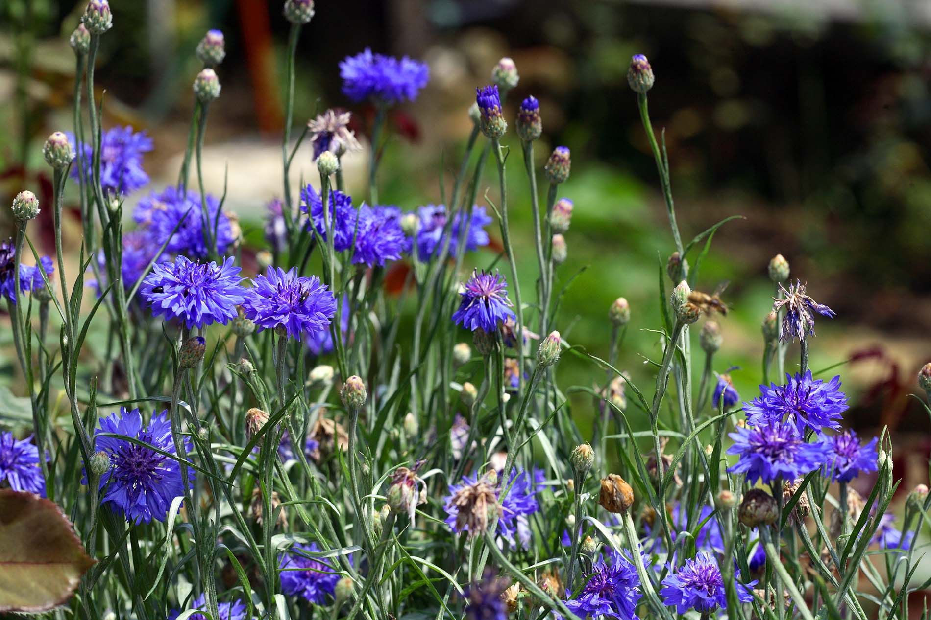 A Verona la passione per il verde si fa in tre