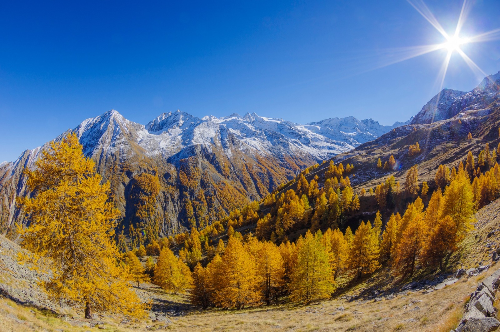 Nel nome degli Alberi, fra gli orti botanici della Lombardia Bormio_Larix decidua