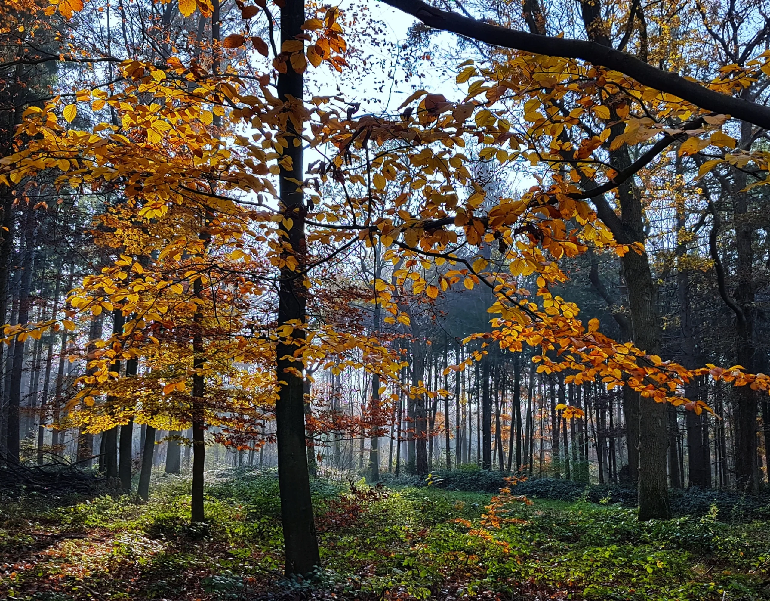 Foreste: un festival di speranza