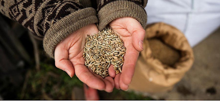 Nutrirsi con il farro di San Paolo