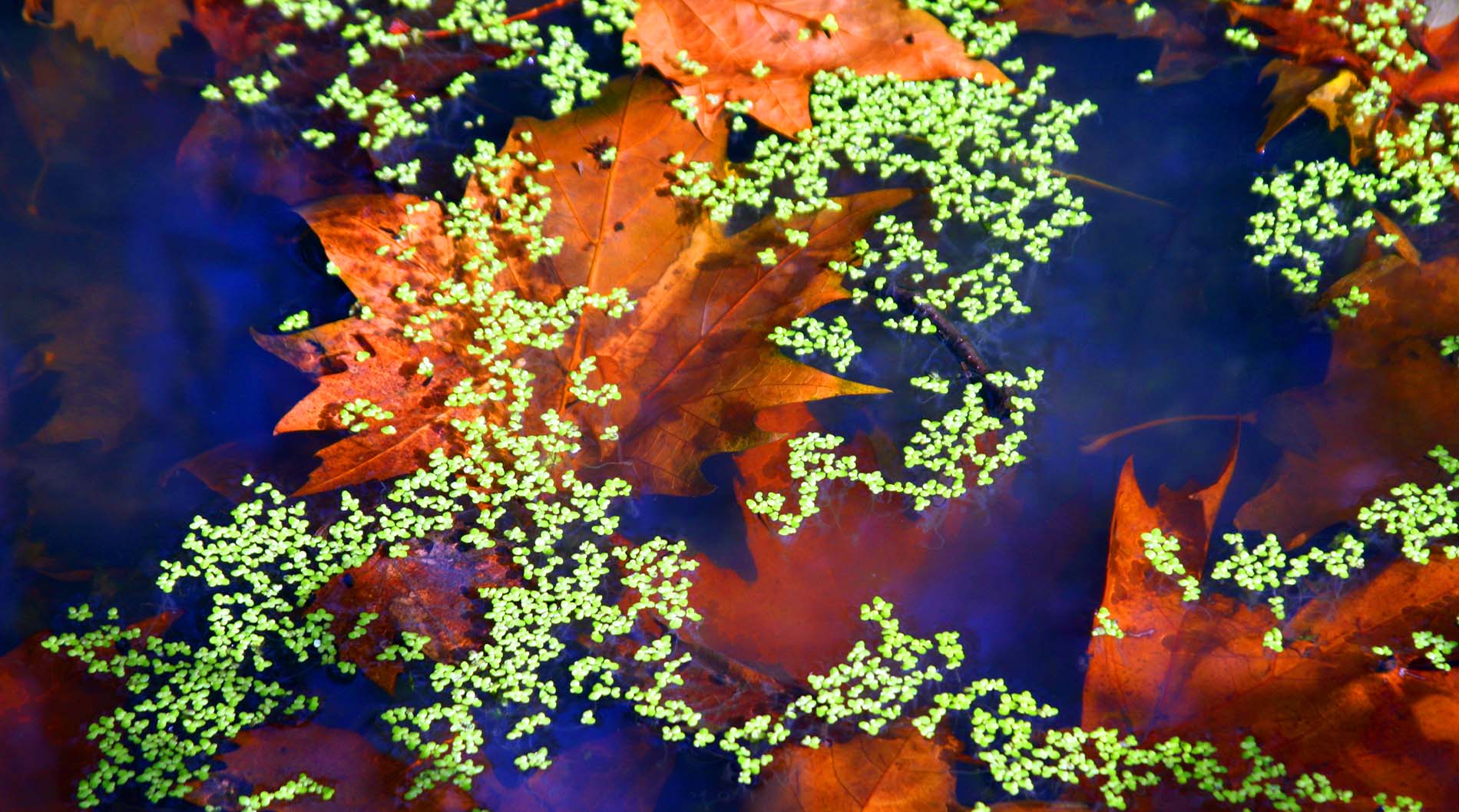 Le meravigliose creazioni della natura