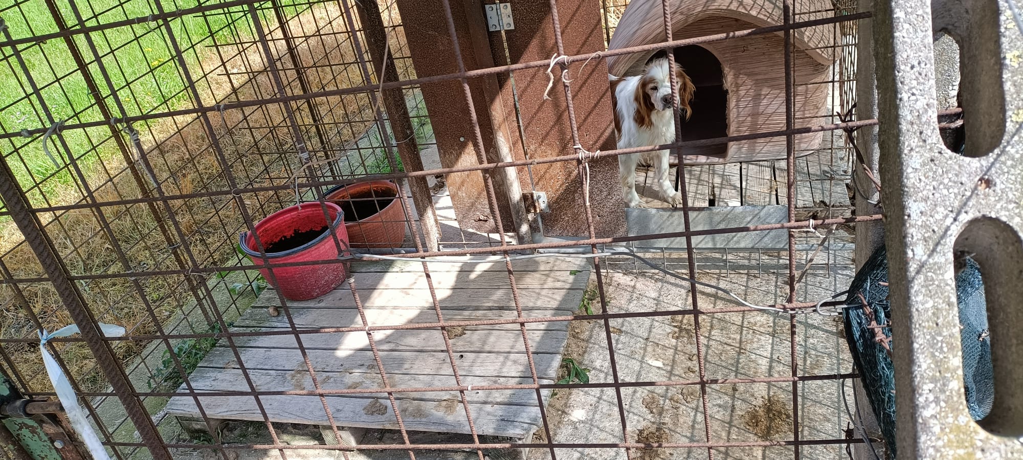 Oipa Verona, un anno al servizio degli animali