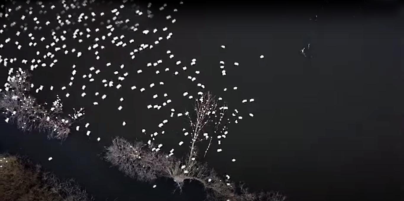 L’albero degli aironi