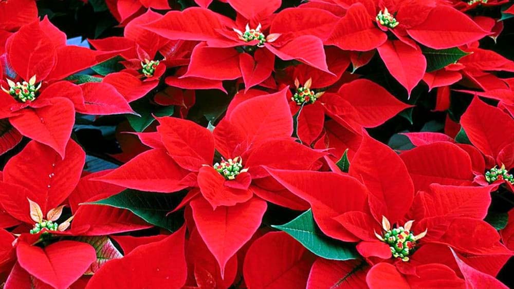 Le stelle di Anffas Cremona