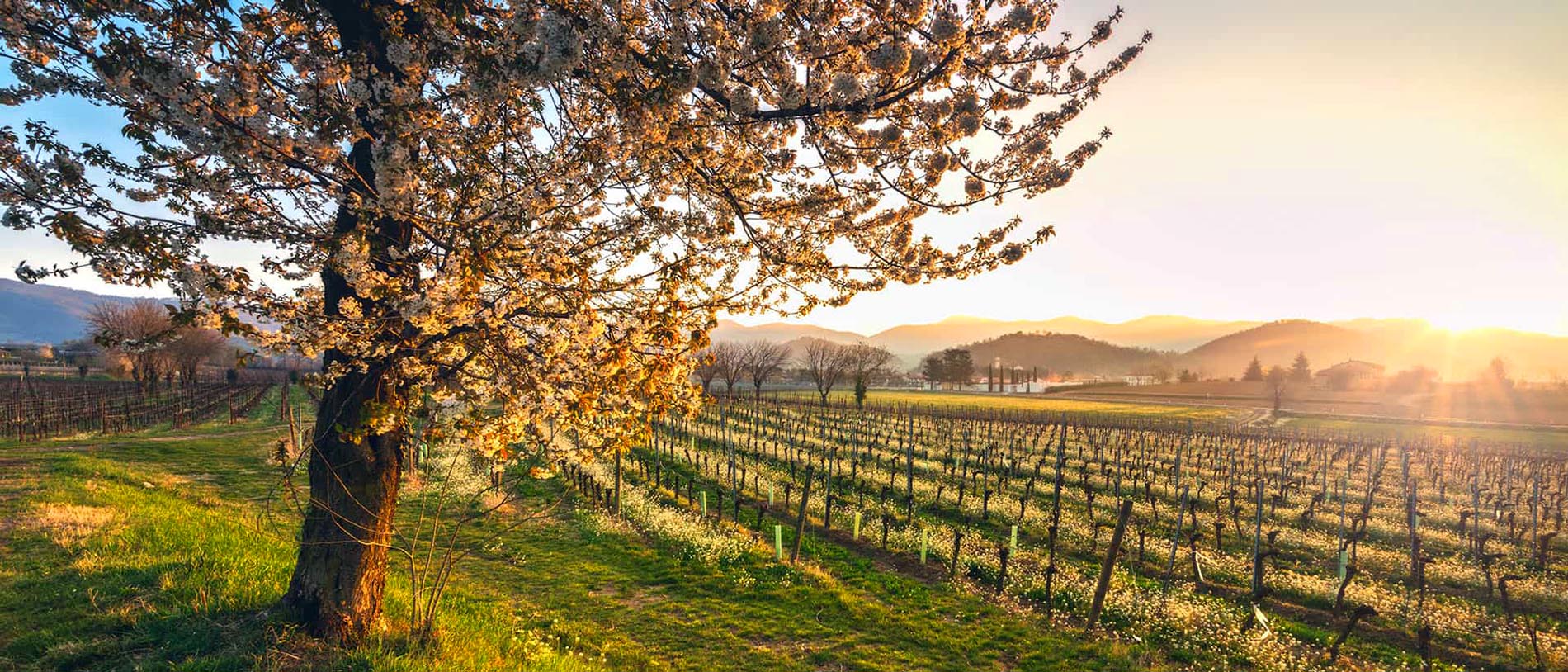 Assaggio di Primavera in Franciacorta