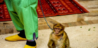 I selfie e le bertucce: campagna di sensibilizzazione del Parco Natura Viva Bertuccia-detenuta-illegalmente-a-Marrakesh-ph-Judd-Brotman