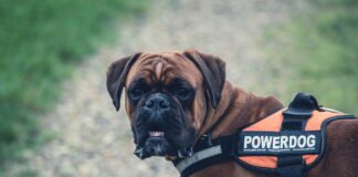 CorriDog: la carica dei 501