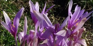 Libri / Piante pericolose, velenose e allergeniche a Breno