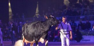 Fiere Zootecniche Internazionali di Cremona: 80 anni accanto agli allevatori