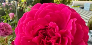 I frutti del Castello, un giardino di idee Foto di Ilaria Catellani