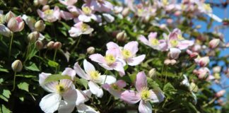 Clematis Armandii, bella, profumata, precoce