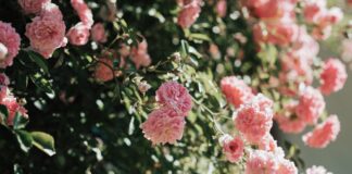 La Villa e le rose: domenica di profumi a Leno