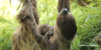 Video / Un nuovo piccolo bradipo: settimo figlio per Wendy