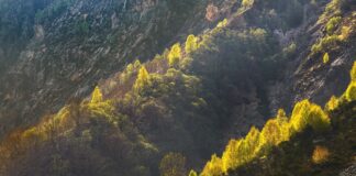 Storie del bosco incantato…