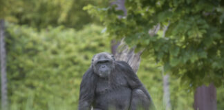 Animalia / Il vecchio smartphone che aiuta gli scimpanzé