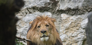 Animalia / Un leone berbero alle Cornelle