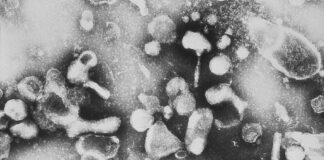 Animalia / Cosa è la leucemia felina?