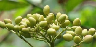 Animalia / Olio di Neem contro zanzare e parassiti