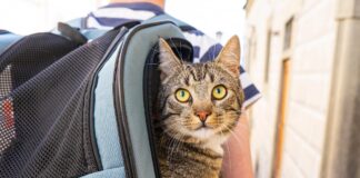 Io, te e il gatto: consigli per le vacanze