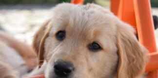 Animalia / Quando arriva un cagnolino