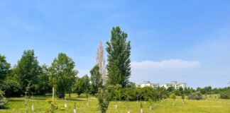 85.500 alberi contro le isole di calore urbane