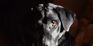 Animalia / Alito e pelo: odori poco piacevoli