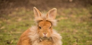 Animalia / Dalle orecchie al codino