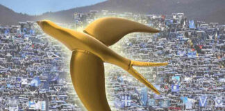 Rondinelle d’oro 2025