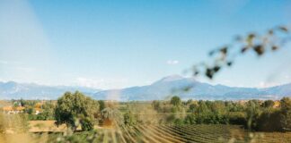 Lugana Doc, la bella vendemmia