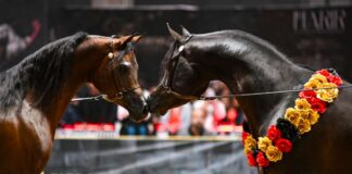 Fieracavalli, pura bellezza