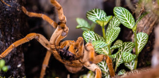 Amimalia / Tarantole: dal sequestro alla nuova vita al Parco Natura Viva L'esoscheletro della tarantola golia, perfettamente aperta nella parte superiore