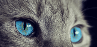 Incontri / Animali domestici nella Bibbia