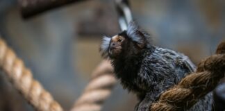 Animalia / Fortunato e la sua storia