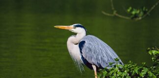 Libri / Gli uccelli nidificanti a Brescia